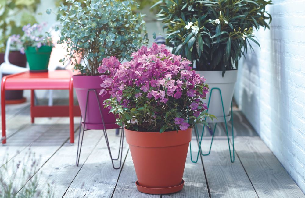 Balcone fiorito e casa verde: il mix perfetto